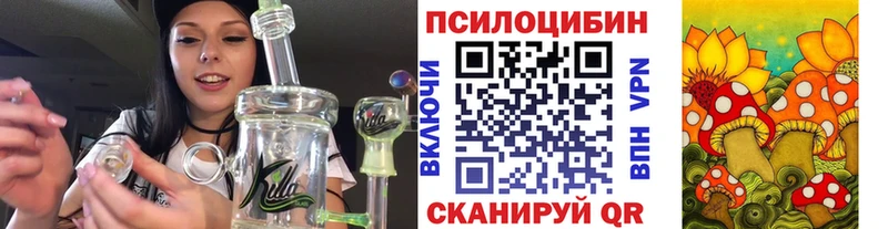 закладки  Чита  Псилоцибиновые грибы Psilocybe 